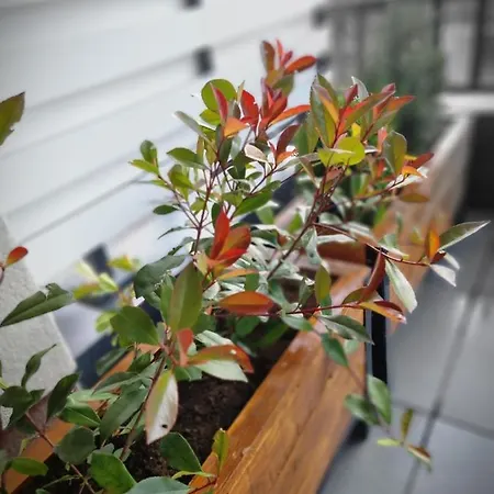 アパート Mountain Wings *